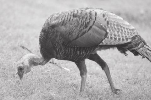 App helps researchers learn about gamebird reproduction