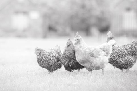 Small Flock Production Provides Benefits, But Good Management Remains A Must