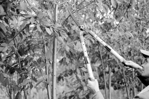 The sharper the pruning tools, the less damage done to the trees when cutting. (Photo provided)