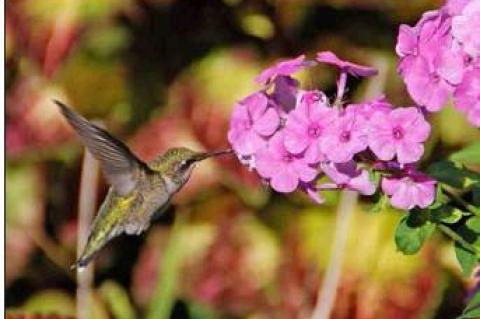 Article Image Alt Text