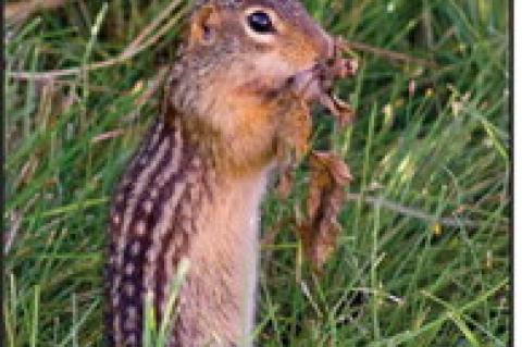 Humane Ways to Address Uninvited Garden Guests