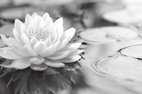 Learn How to Build Your Own Hydroponic Garden