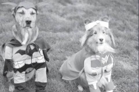 Keep Your Pets Safe During Halloween