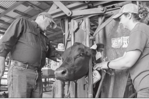 OSU Virtual Fencing Research Advancing With $1.4M Grant