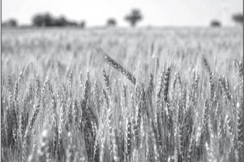 OSU Wheat Varieties Oklahoma’s Top 4 Most Planted