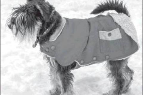 How to keep pets safe in winter weather