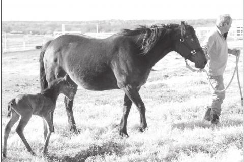 Horse Owners Urged To Plan Care During Pandemic