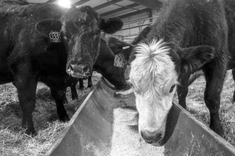 Creative Feed Strategies For Wintering Cows Can be Costly