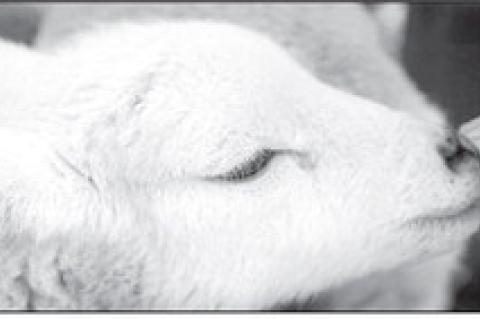 A small baby lamb is being fed from milk in a bottle. (Stevenstockadobe. com)