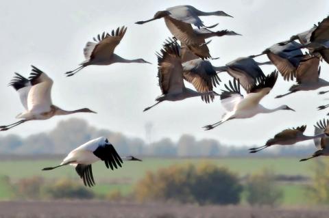 Whooping Crane Poachers Fined $