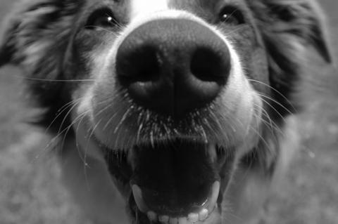 Make Barbeques Safer For Pets