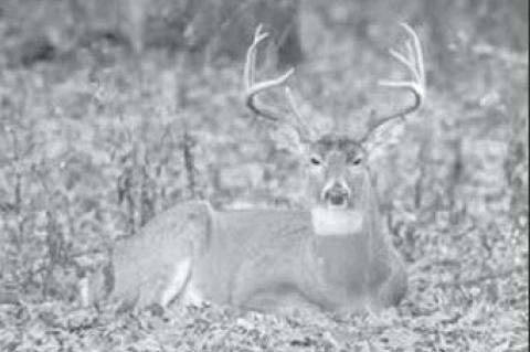 Article Image Alt Text