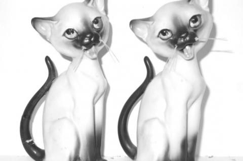 Am I Really That “Crazy Cat Woman?