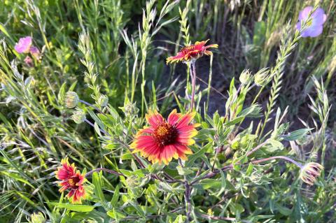 Wildflowers Create Stunning Color on Oklahoma’s Roadways