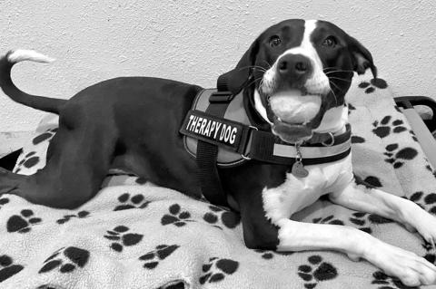 Rescue Dog Trained by Oklahoma Inmates Now State’s First Dispatch Ctr. Therapy Dog