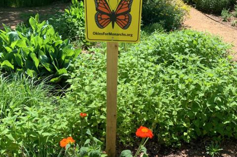Troubling News For The Monarch Butterfly