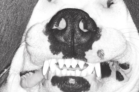 College Holds ‘I Love My Pet’ Photo Contest