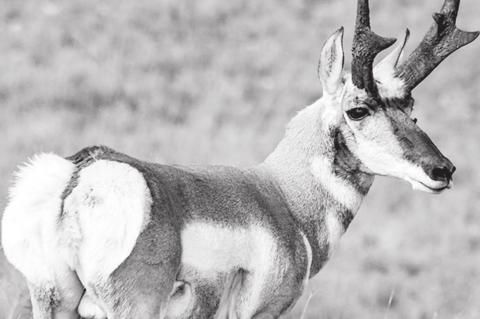 Fall Means Hunting Season in Oklahoma