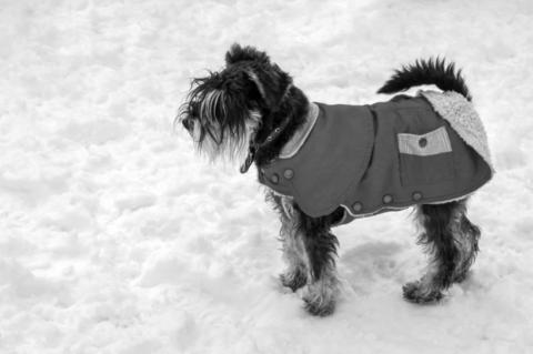 How to Keep Pets Safe in Winter Weather