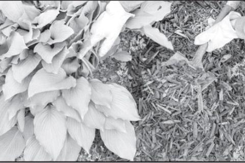 Mulch serves multiple purposes in the landscape. (Photo by Mitchell Alcala, OSU Agriculture)