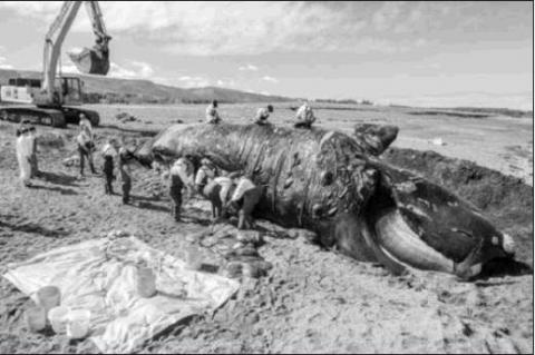 Article Image Alt Text