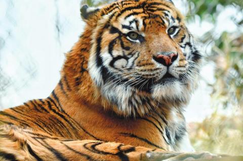 OKC Zoo’s Sumatran Tiger Expecting, Due This Summer