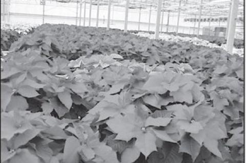 Why Poinsettias Are the Official Christmas Flower