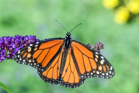 Troubling News For The Monarch Butterfly