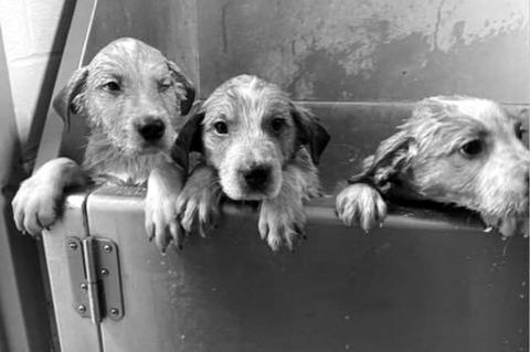 Donations Needed For Puppies Left in Sealed Container