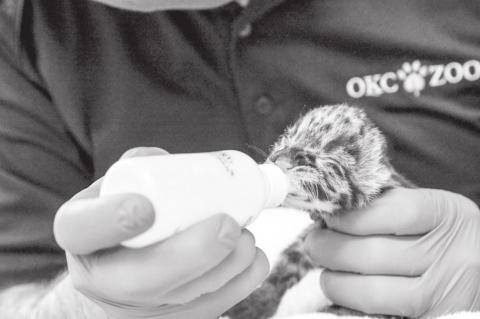 OKC Zoo Announces Birth of Rare Clouded Leopard Kitten