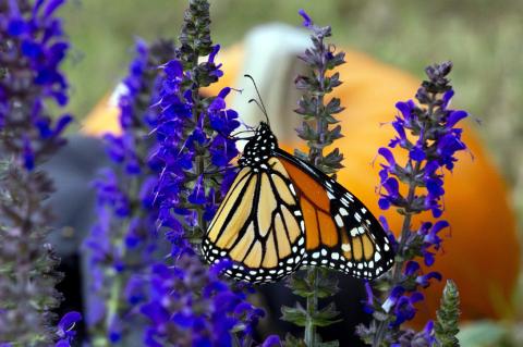 Halloween Hangers-on: How Monarchs Survive The
