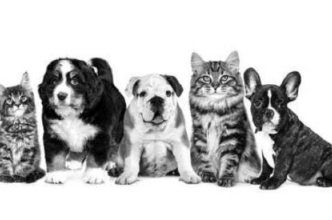 When are Pets Considered Adults?