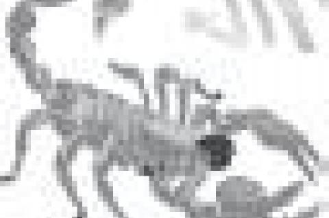 Article Image Alt Text