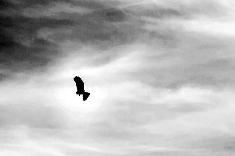 Eagles are one of nature’s largest raptors, with wings that can span 8 feet and nests that can weigh up to a ton. From the pristine wilderness of Alaska to the Upper Mississippi River Valley, eagles are an American icon and hold a special place in First