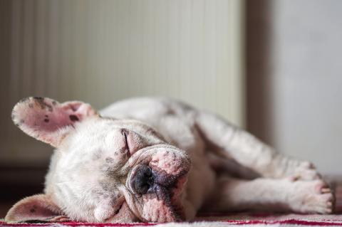 Conditions That Affect Dogs