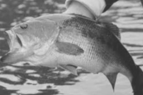 Proposed Bass Fishing Rule Asks Anglers to Put More on The Stringer