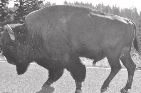 School for the Deaf’s New Mascot Bison Replaces Indians