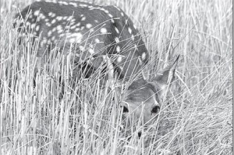 Fawns Found Alone Should be Left Alone