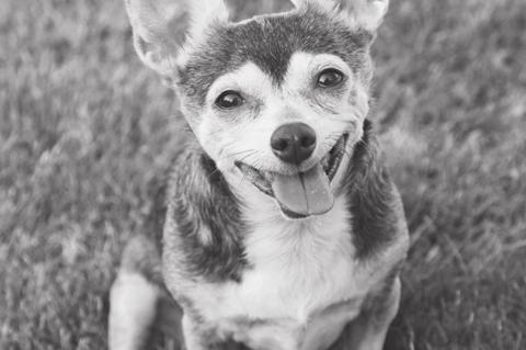 Article Image Alt Text