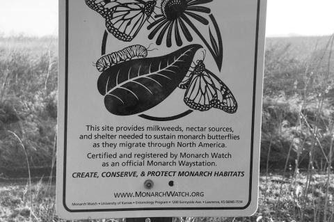 Monarch Study Could Encourage More Conservation Efforts