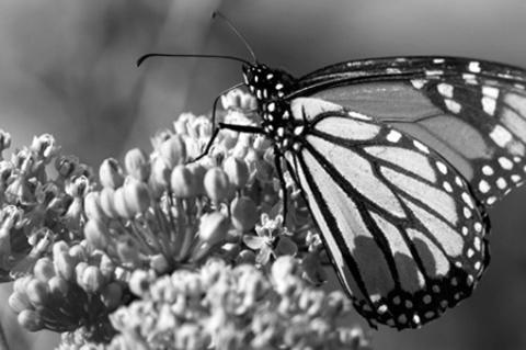 It’s Almost ‘Bonus’ Monarch Time in Oklahoma