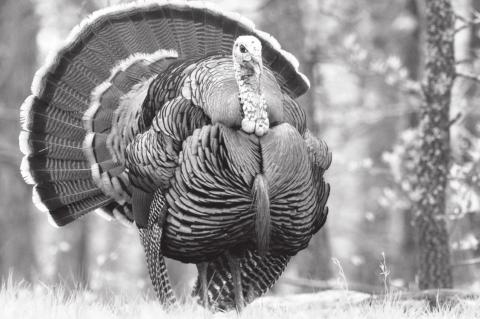 Wildlife Dept. Looks to Wild Turkey DNA For Population Decline Clues