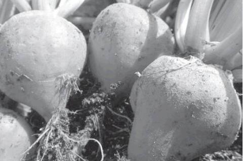 Article Image Alt Text