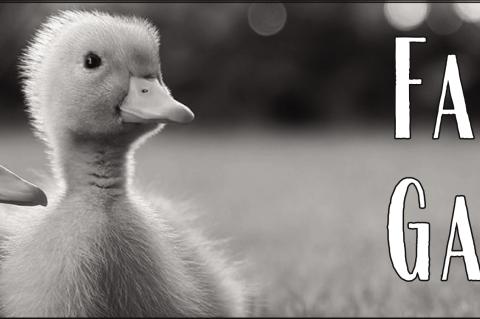 Steps to Establishing a New Vegetable Garden