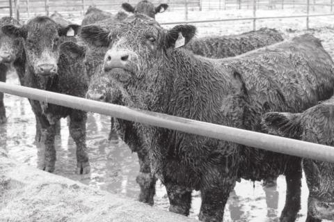 Cattle Producers Should Know Signs of Foot Rot in Livestock