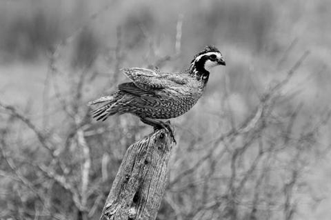 2021 Quail Season Outlook: Statewide Index Up 23 Percent From 2020