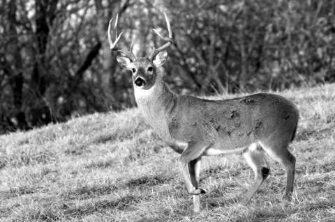 Governor Could Approve Plan to Sell High-Fence Deer Into The Wilds