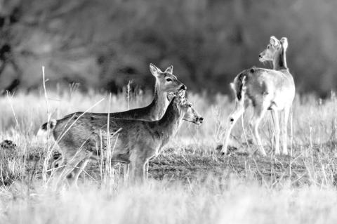 Chronic wasting disease (CWD) is a fatal, neurodegenerative prion disease that affects cervids such as white-tailed deer, mule deer and elk. (Photo by Mitchell Alcala, OSU Agriculture)