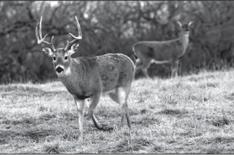 Big-game Hunting Forecast Positive Despite Challenges