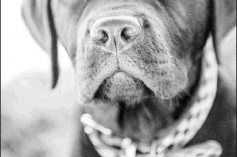 How to Choose the Right Dog Collar for Your Pet